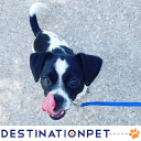 Destination Pet
