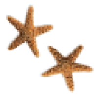 Social Work Services